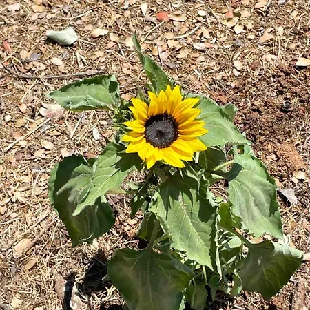 Village Holidays - Chelonaria Lejlighed *