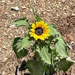 Village Holidays - Chelonaria Daire *