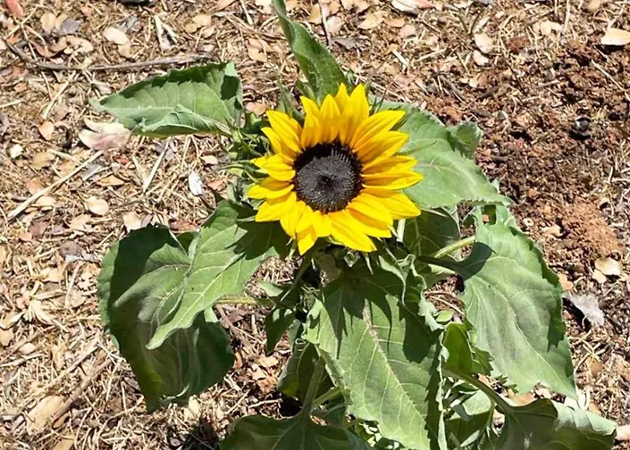 Village Holidays - Chelonaria Apartamento *